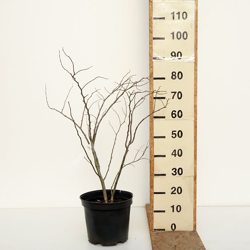 Exemplar von Kanadischer Judasbaum The Rising Sun - Cercis canadensis Topf mit 6L/7L wie im Winter geliefert