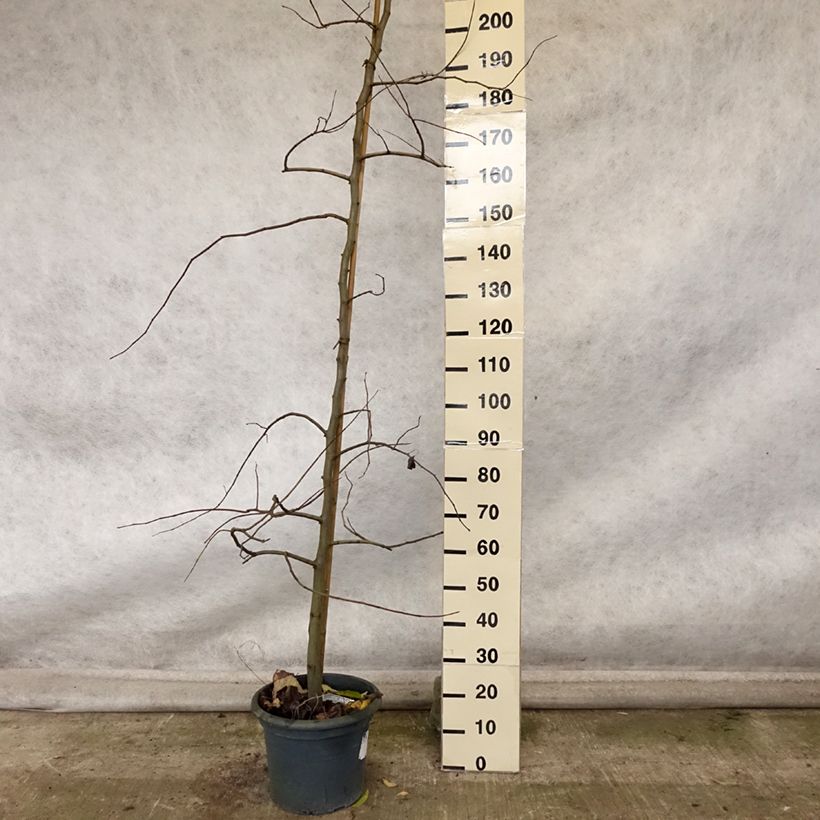 Exemplar von Kanadischer Judasbaum Vanilla Twist - Cercis canadensis Topf mit 12L/15L wie im Herbst geliefert