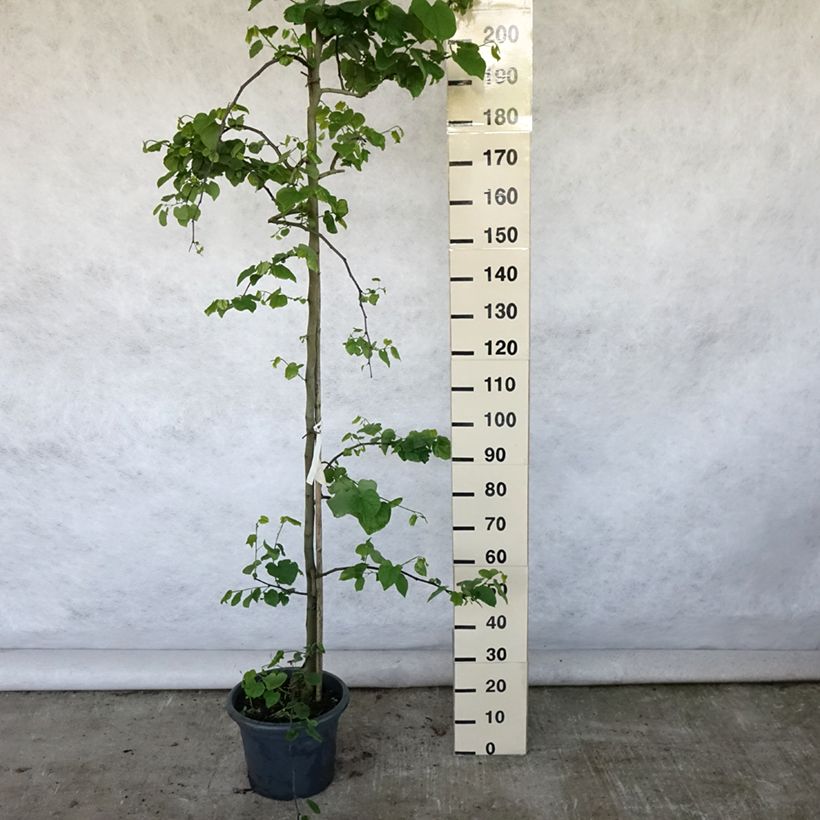 Exemplar von Kanadischer Judasbaum Vanilla Twist - Cercis canadensis Topf mit 4L/5L, Stämmchen wie im Sommer geliefert