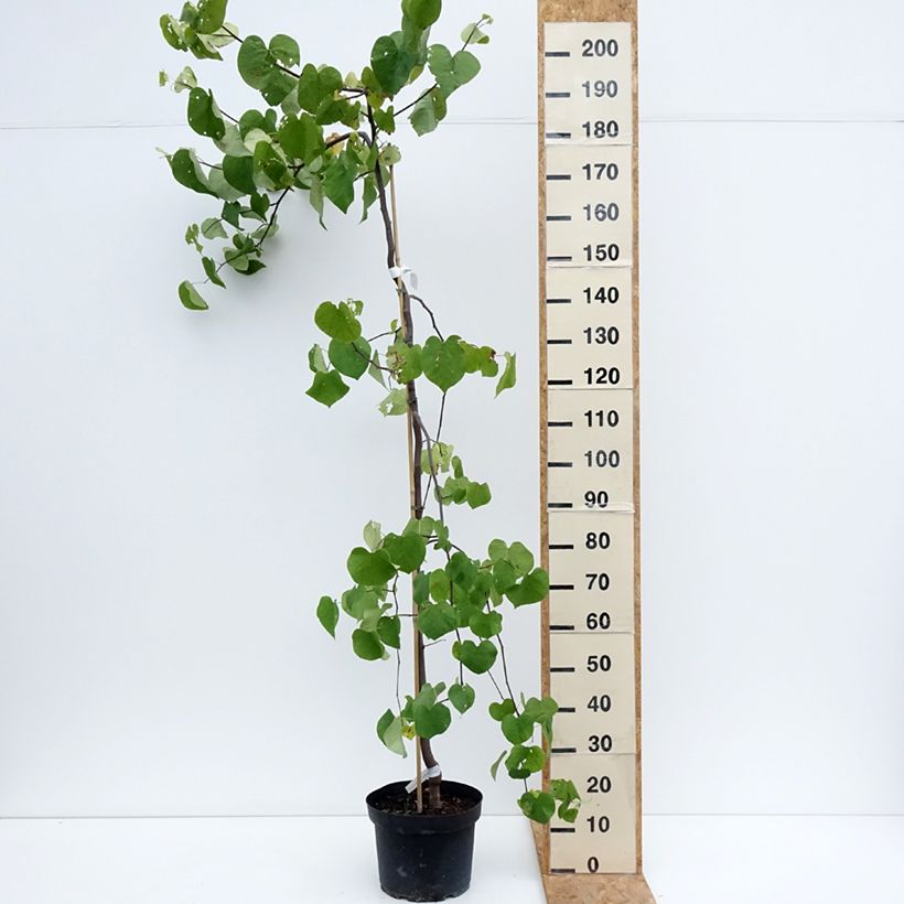 Exemplar von Kanadischer Judasbaum Vanilla Twist - Cercis canadensis Topf mit 7,5L/10L wie im Sommer geliefert