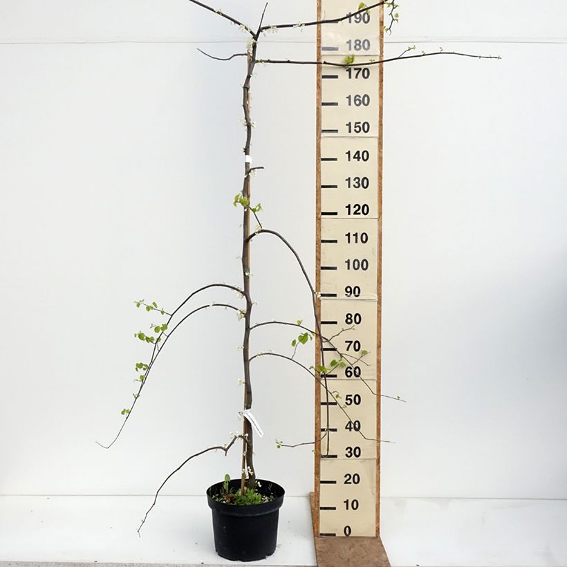 Exemplar von Kanadischer Judasbaum Vanilla Twist - Cercis canadensis Topf mit 7,5L/10L, Halbstamm wie im Frühjahr geliefert