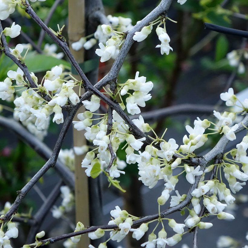 Kanadischer Judasbaum Vanilla Twist - Cercis canadensis (Blüte)