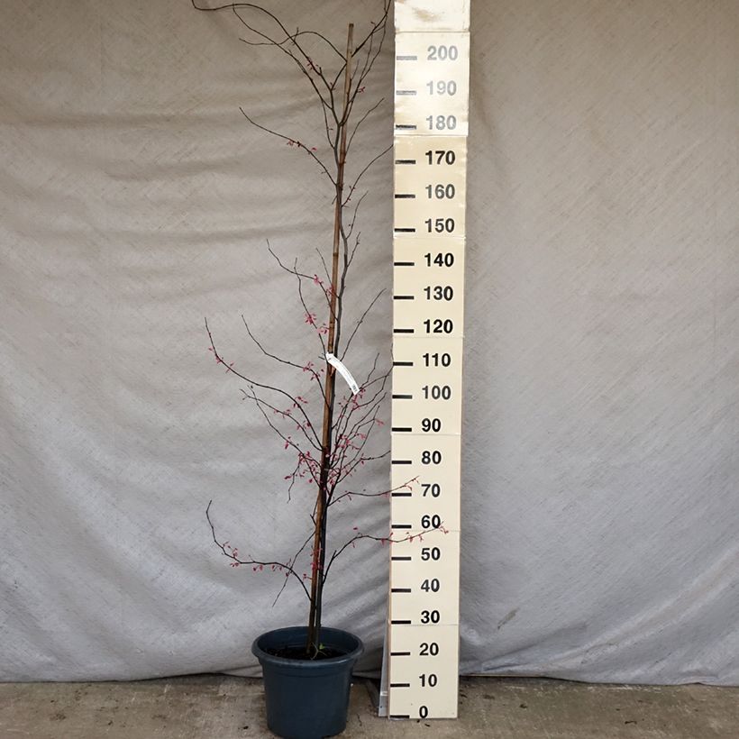 Exemplar von Kanadischer Judasbaum Carolina Sweetheart - Cercis canadensis Topf mit 6L/7L wie im Frühjahr geliefert