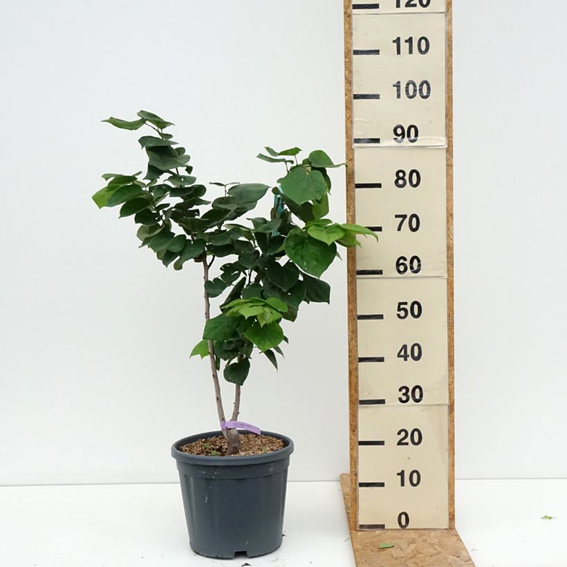 Exemplar von Chinesischer Judasbaum Avondale - Cercis chinensis Topf mit 7,5L/10L wie im Sommer geliefert