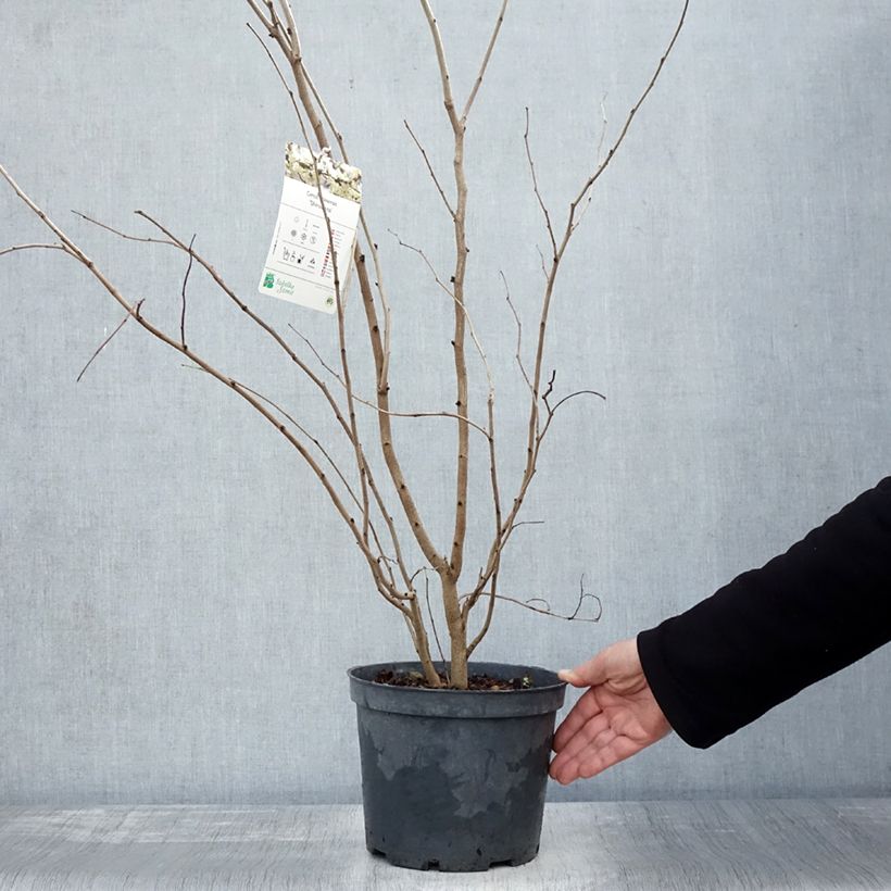 Exemplar von Chinesischer Judasbaum Shirobana - Cercis chinensis Topf mit 4L/5L wie im Herbst geliefert