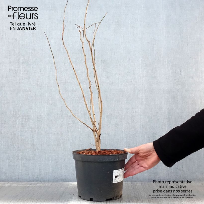 Exemplar von Chinesischer Judasbaum Shirobana - Cercis chinensis Topf mit 4L/5L wie im Winter geliefert