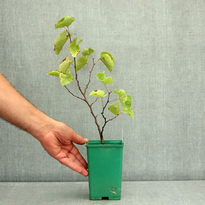 Exemplar von Judasbaum - Cercis siliquastrum Topf 12 cm / 13 cm, Stämmchen wie im Sommer geliefert