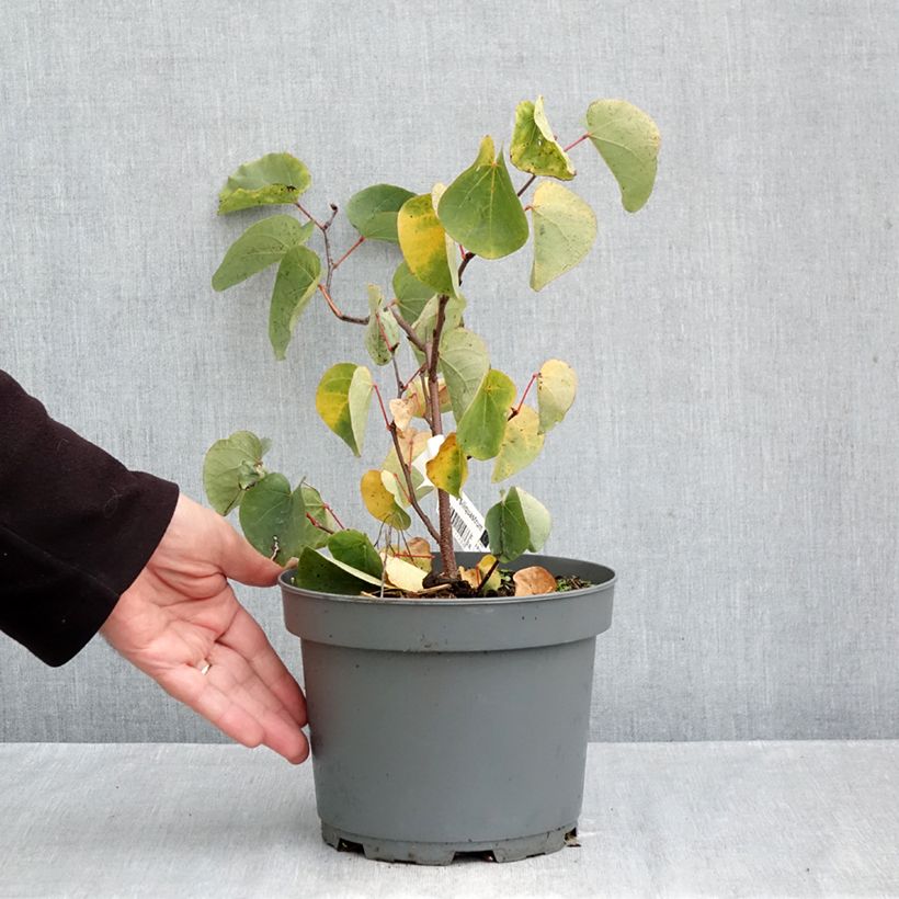 Exemplar von Judasbaum - Cercis siliquastrum Topf mit 3L/4L wie im Herbst geliefert