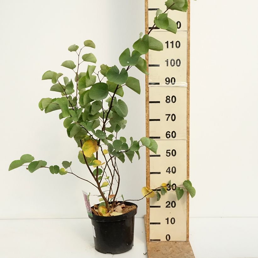 Exemplar von Judasbaum - Cercis siliquastrum Topf mit 20L/25L wie im Sommer geliefert