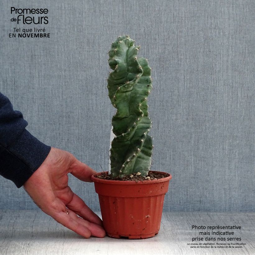 Exemplar von Cereus forbesii Spiralis - Säulenkaktus Topf 12 cm / 13 cm wie im Herbst geliefert