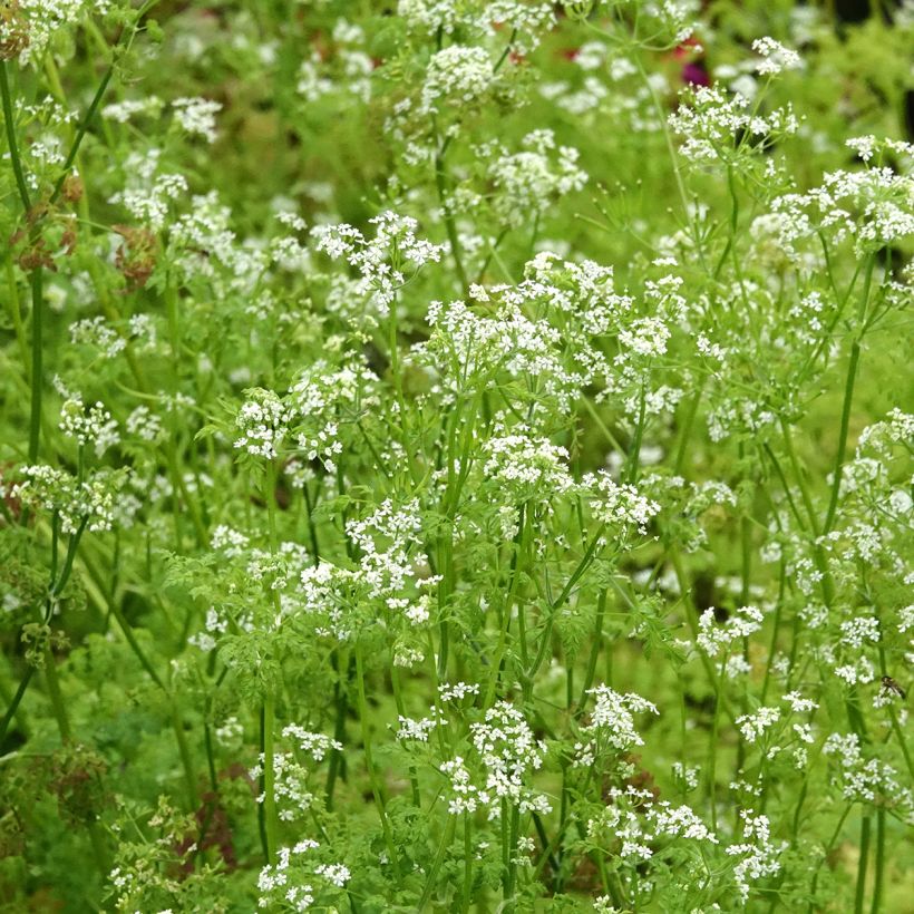 Garten-Kerbel Pflanzen - Anthriscus cerefolium (Blüte)