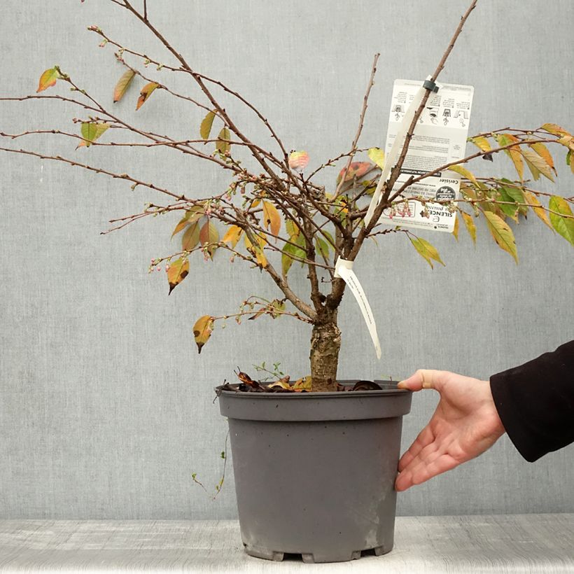Exemplar von Zierkirsche Autumnalis Rosea - Prunus Topf mit 7,5L/10L wie im Herbst geliefert