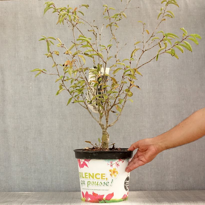 Exemplar von Zierkirsche Autumnalis Rosea - Prunus Topf mit 7,5L/10L wie im Sommer geliefert