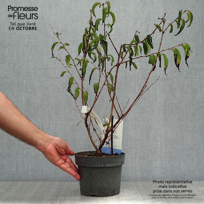 Exemplar von Fuji-Kirsche Oshidori - Prunus incisa Topf mit 2L/3L wie im Herbst geliefert