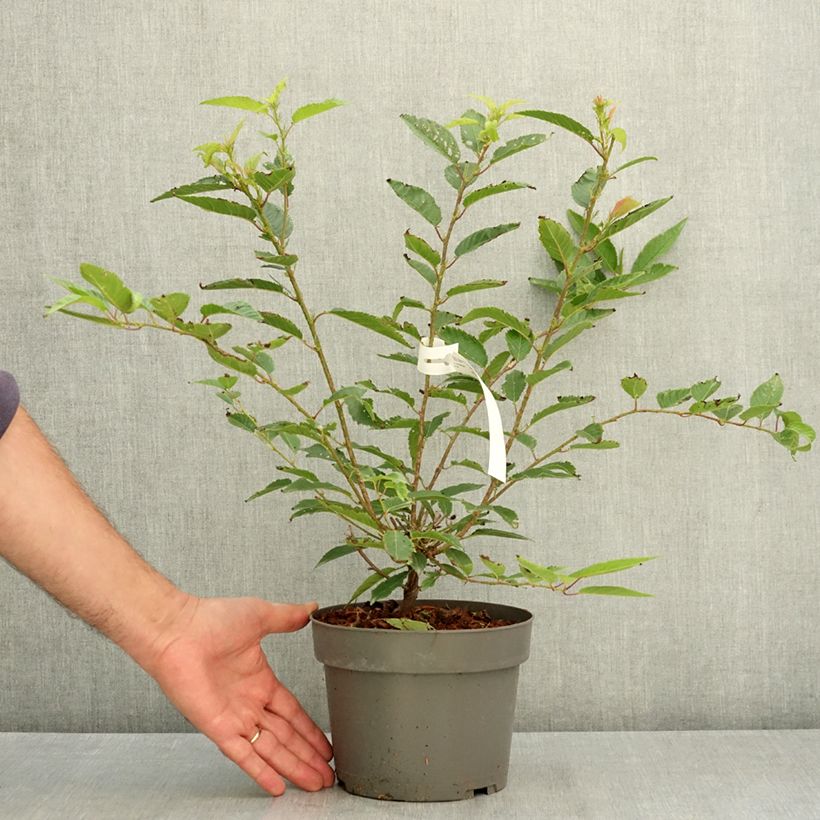 Exemplar von Cerisier à fleurs du Japon nain - Prunus incisa Paean Pot de 2L/3L wie im Sommer geliefert