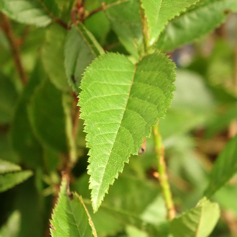 Fuji-Kirsche Paean - Prunus incisa (Laub)