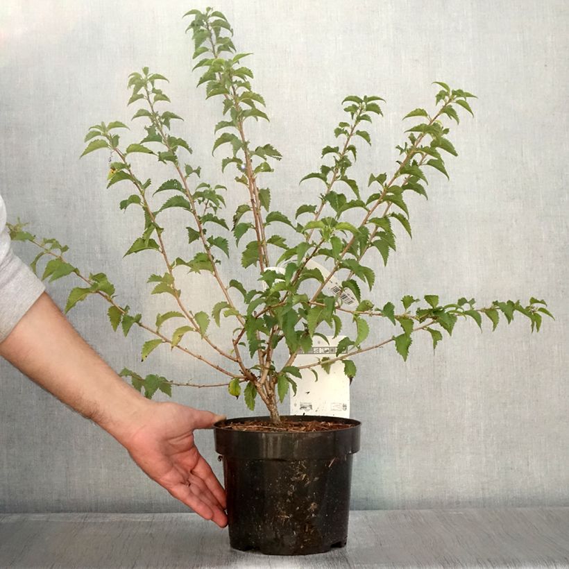 Exemplar von Fuji-Kirsche Yamadei - Prunus incisa Topf mit 2L/3L wie im Herbst geliefert
