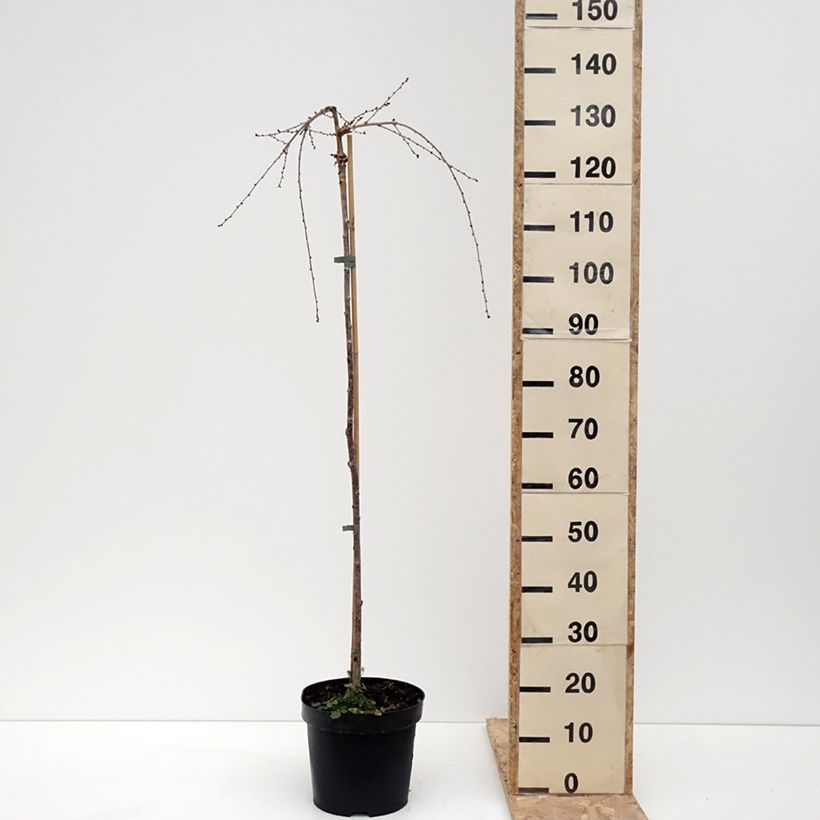 Exemplar von Fuji-Kirsche Frilly Frock - Prunus incisa Topf mit 7,5L/10L wie im Winter geliefert