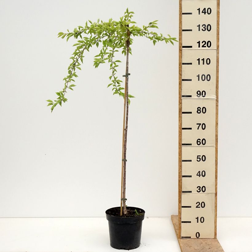 Exemplar von Fuji-Kirsche Frilly Frock - Prunus incisa Topf mit 7,5L/10L, Stamm wie im Frühjahr geliefert