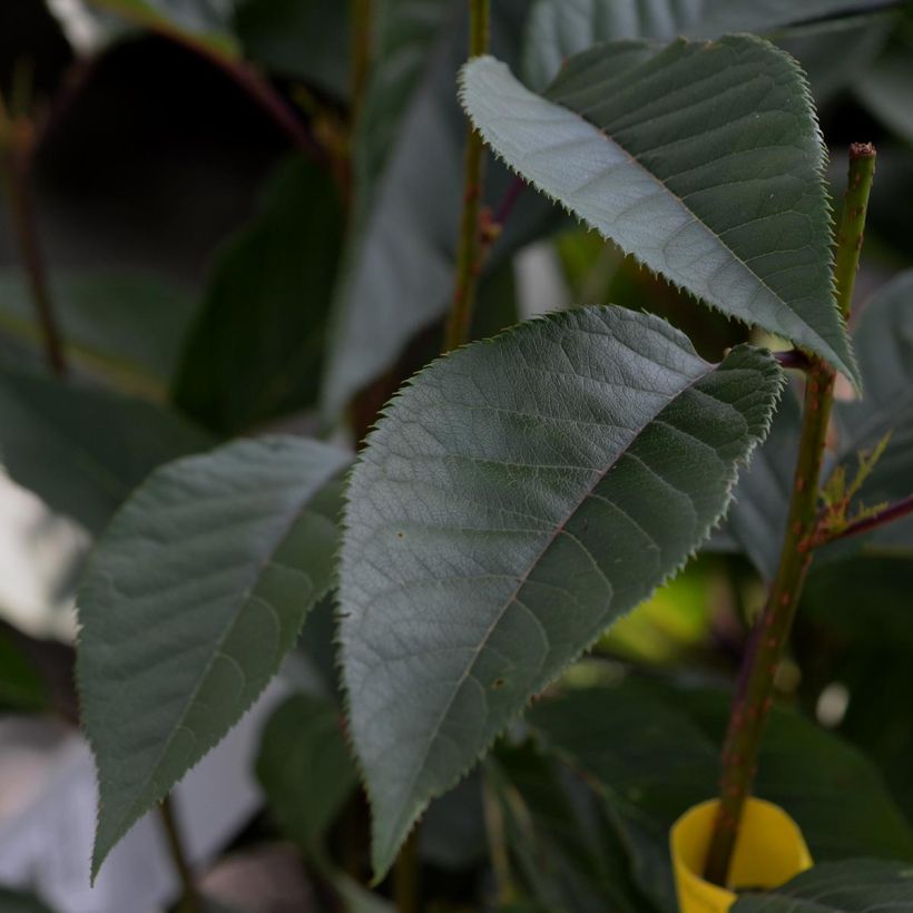 Zierkirsche Kanzan - Prunus serrulata (Laub)