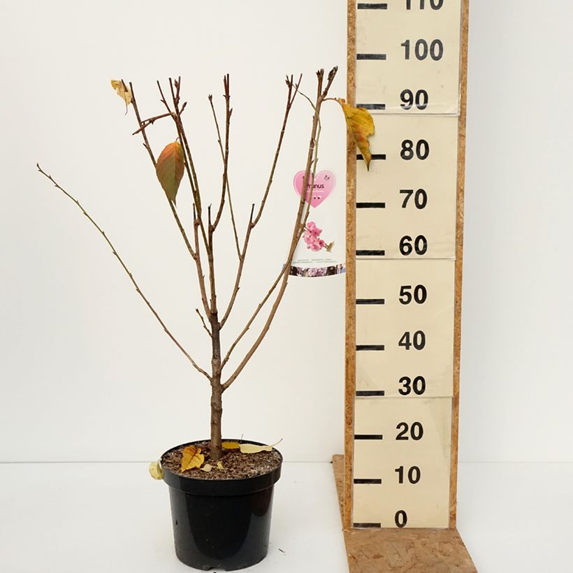 Exemplar von Zierkirsche Kanzan - Prunus serrulata Topf mit 7,5L/10L, Strauch wie im Herbst geliefert