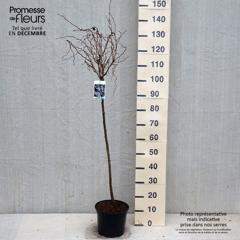 Exemplar von Fuji-Kirsche Kojo no mai - Prunus incisa Topf mit 4L/5L wie im Herbst geliefert