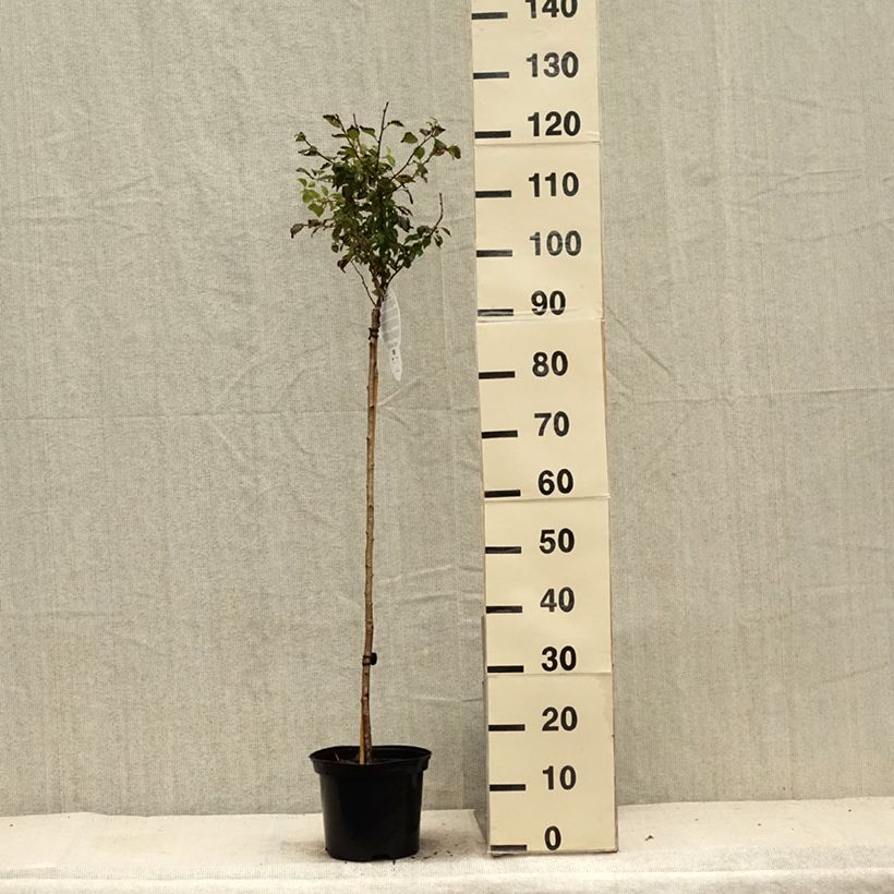 Exemplar von Fuji-Kirsche Kojo no mai - Prunus incisa Topf mit 4L/5L, Stamm wie im Sommer geliefert