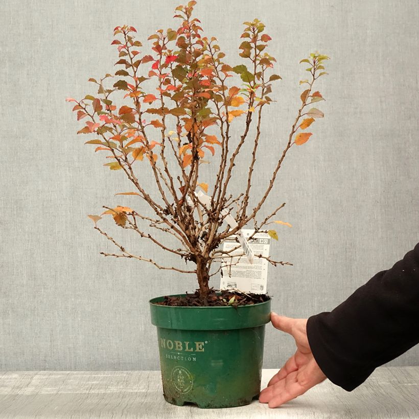 Exemplar von Fuji-Kirsche Kojo no mai - Prunus incisa Topf mit 2L/3L wie im Herbst geliefert