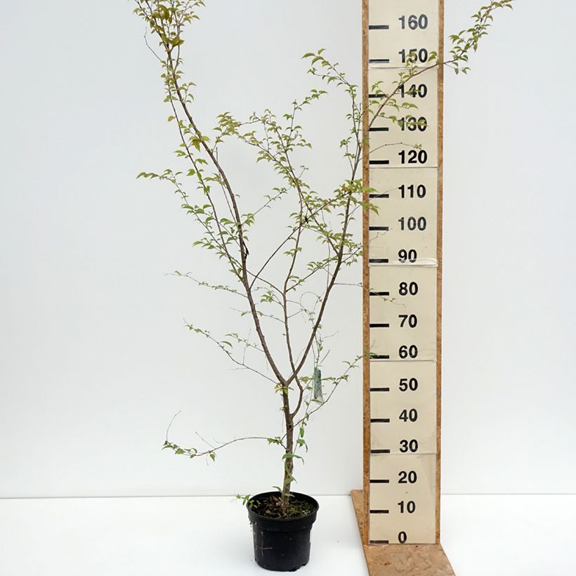 Exemplar von Zierkirsche Hally Jolivette - Prunus x subhirtella Topf mit 4L/5L wie im Sommer geliefert