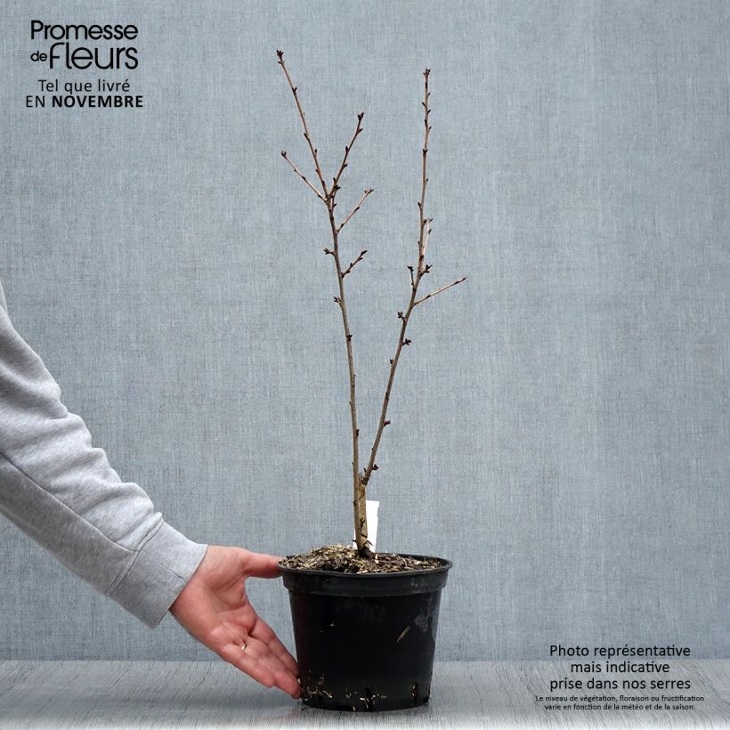 Exemplar von Hilliers Kirsche Spire - Prunus hillieri Topf mit 3L/4L wie im Herbst geliefert