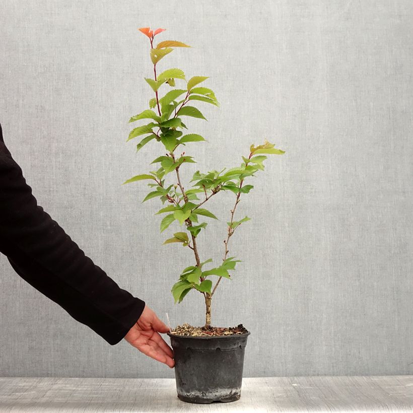 Exemplar von Hilliers Kirsche Spire - Prunus hillieri Topf mit 3L/4L wie im Frühjahr geliefert