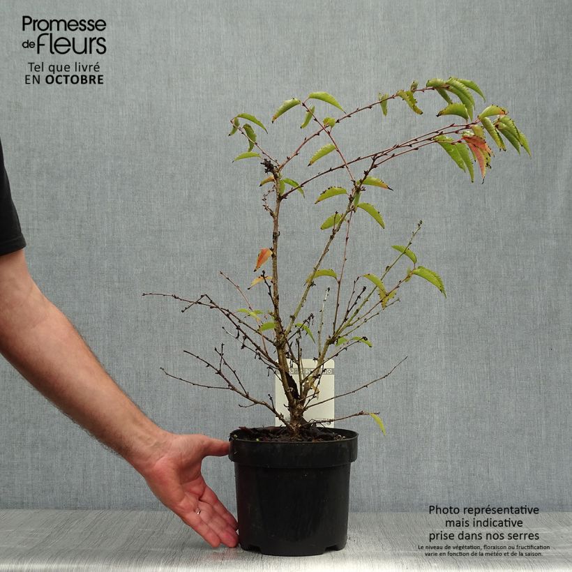 Exemplar von Kurilen-Kirsche Brillant - Prunus nipponica var. kurilensis Topf mit 2L/3L wie im Herbst geliefert