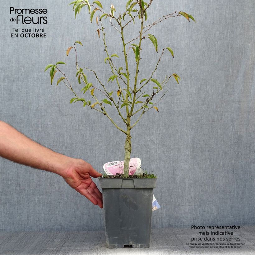 Exemplar von Kurilen-Kirsche Brillant - Prunus nipponica var. kurilensis Topf mit 4L/5L wie im Herbst geliefert
