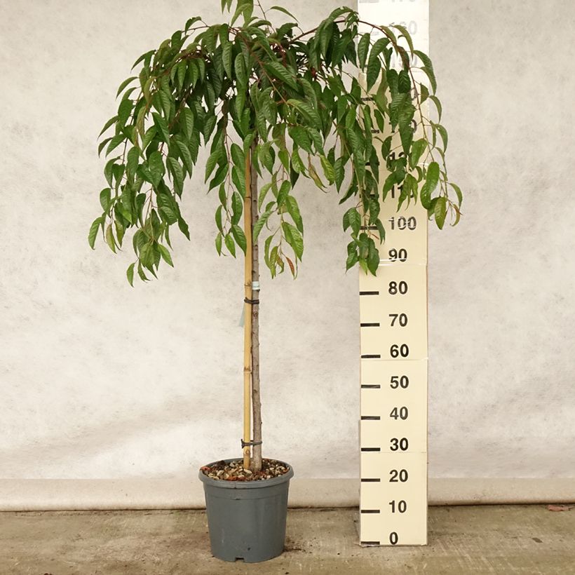 Exemplar von Zierkirsche Kiku-Shidare-Zakura - Prunus serrulata Topf mit 7,5L/10L wie im Sommer geliefert