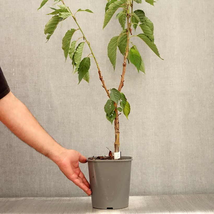 Exemplar von Zierkirsche Pink Perfection - Prunus serrulata Topf mit 4L/5L wie im Sommer geliefert