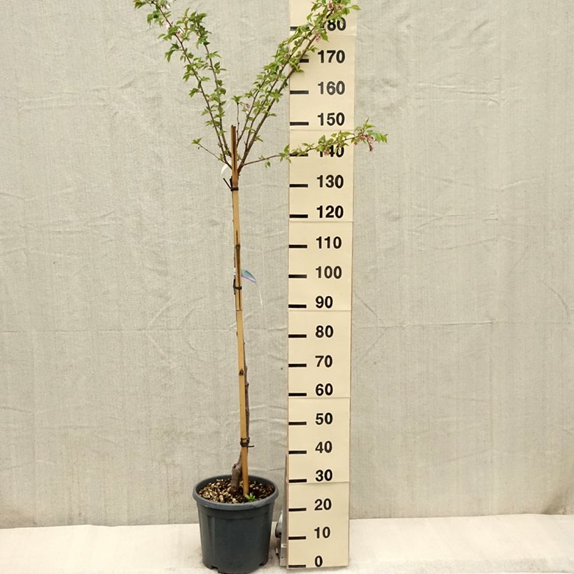 Exemplar von Zierkirsche Shirofugen - Prunus serrulata Topf mit 12L/15L, Halbstamm wie im Frühjahr geliefert