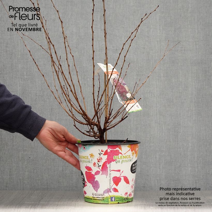 Exemplar von Zierkirsche Fukubana - Prunus subhirtella Topf mit 4L/5L wie im Herbst geliefert