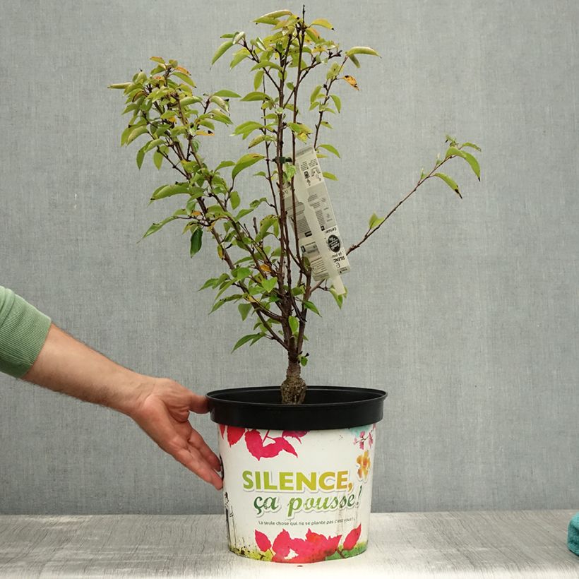 Exemplar von Zierkirsche Fukubana - Prunus subhirtella Topf mit 7,5L/10L wie im Sommer geliefert