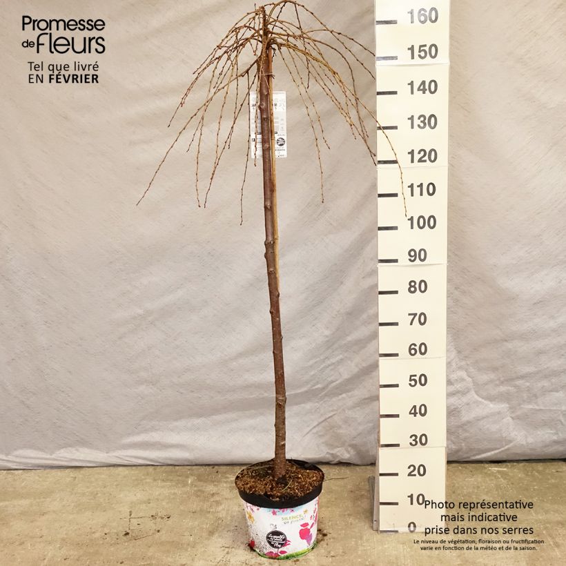 Exemplar von Zierkirsche Pendula Rubra - Prunus subhirtella Topf mit 7,5L/10L wie im Winter geliefert