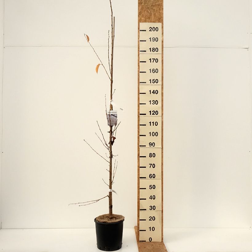 Exemplar von Yoshino-Kirsche - Prunus yedoensis Topf mit 12L/15L wie im Herbst geliefert