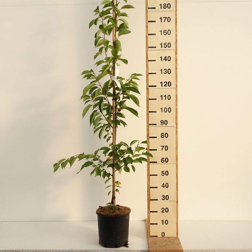 Exemplar von Yoshino-Kirsche - Prunus yedoensis Topf mit 12L/15L wie im Sommer geliefert