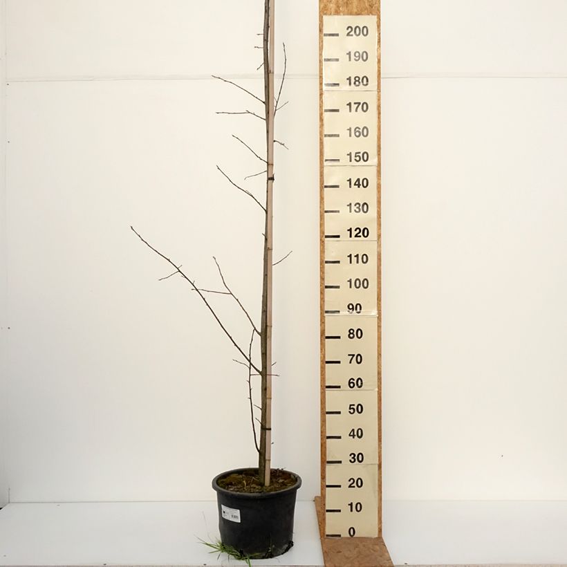 Exemplar von Virginische Traubenkirsche Canada Red - Prunus virginiana Topf mit 20L/25L wie im Herbst geliefert