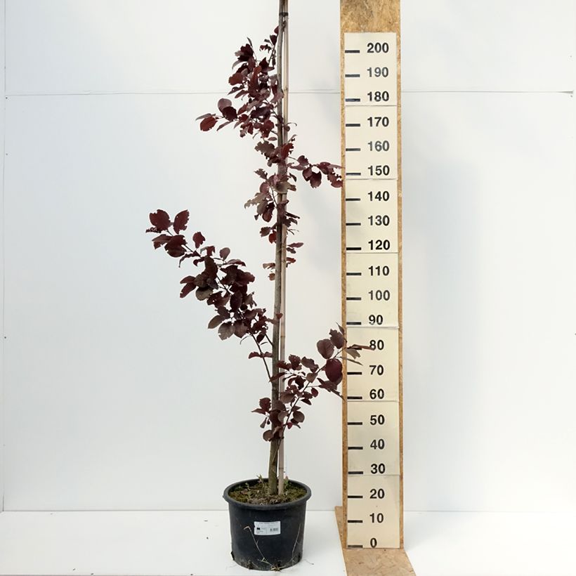 Exemplar von Virginische Traubenkirsche Canada Red - Prunus virginiana Topf mit 20L/25L wie im Sommer geliefert
