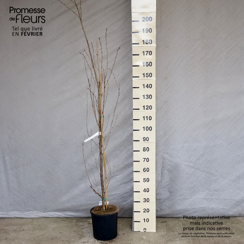 Exemplar von Zierkirsche Sunset Boulevard - Prunus serrulata Topf mit 12L/15L wie im Winter geliefert