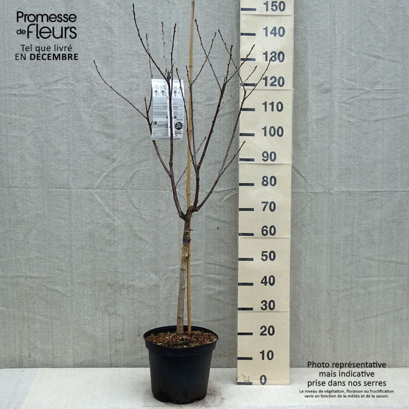 Exemplar von Sauerkirsche Anglaise Hâtive - Prunus cerasus Topf mit 7,5L/10L, Gobelet-Form wie im Herbst geliefert