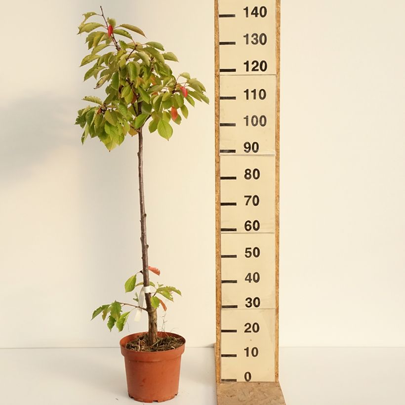 Exemplar von Sauerkirsche Anglaise Hâtive - Prunus cerasus Topf mit 7,5L/10L, Heister wie im Sommer geliefert
