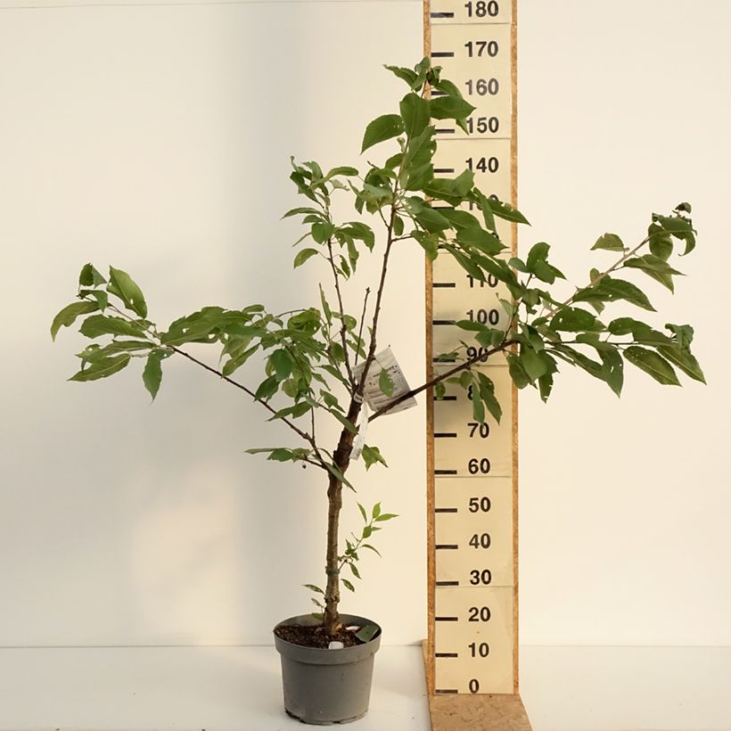 Exemplar von Sauerkirsche Belle Magnifique - Prunus cerasus Topf mit 7,5L/10L, Gobelet-Form wie im Sommer geliefert