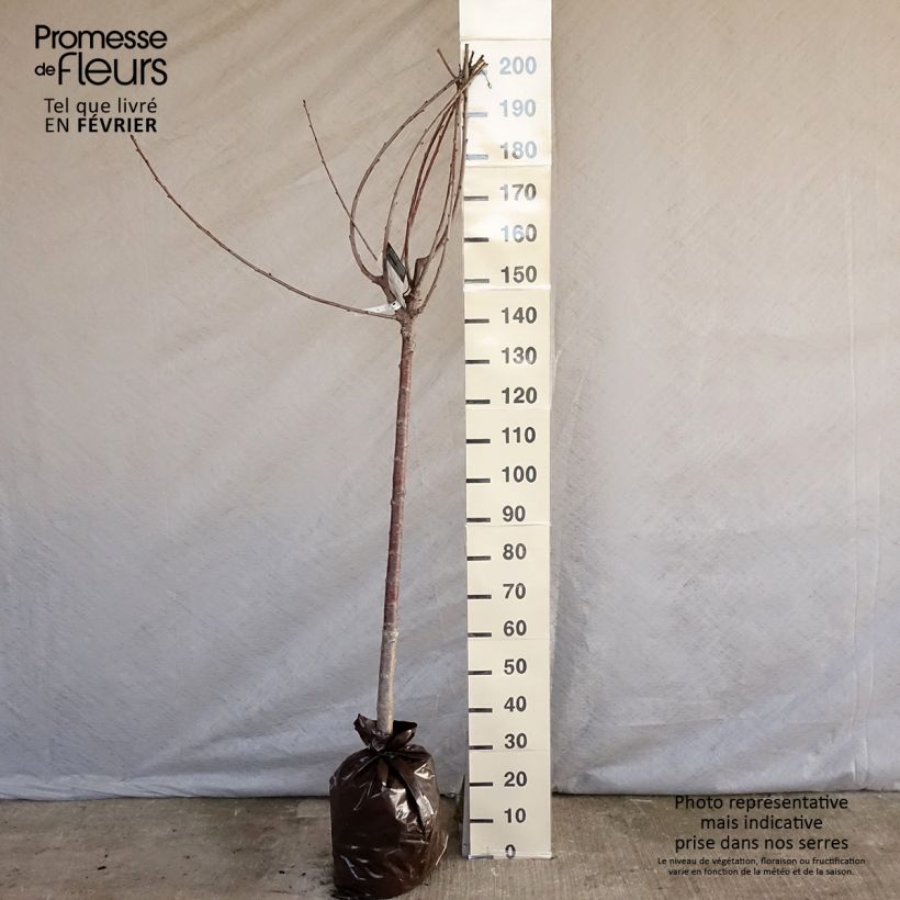 Exemplar von Süßkirsche Bigalise 'enjidel' - Prunus avium Plug "Fertig-zum-Pflanzen", Halbstamm wie im Winter geliefert