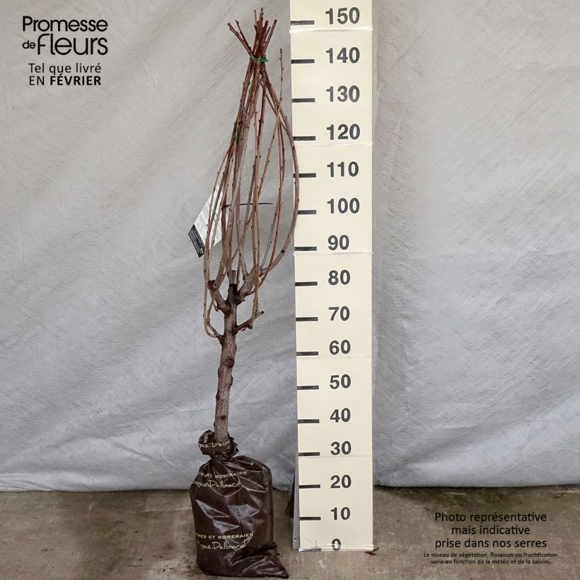 Exemplar von Süßkirsche Bigalise 'enjidel' - Prunus avium Plug "Fertig-zum-Pflanzen", Gobelet-Form wie im Winter geliefert