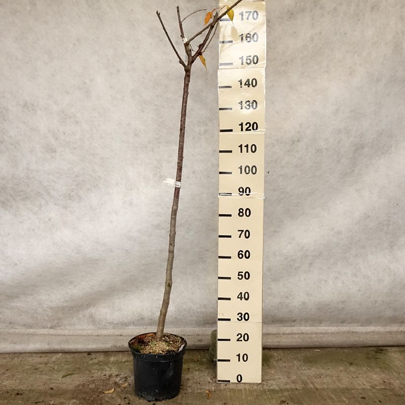 Exemplar von Süßkirsche Bigalise 'enjidel' - Prunus avium Topf mit 7,5L/10L, Halbstamm wie im Herbst geliefert